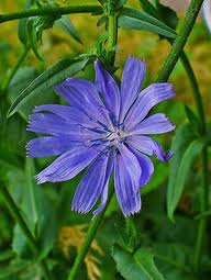 CHICORY [ BACH FLOWER ]