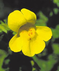MIMULUS [ BACH FLOWER ]