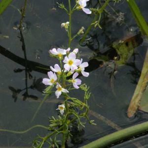 WATER VIOLET [ BACH FLOWER ]